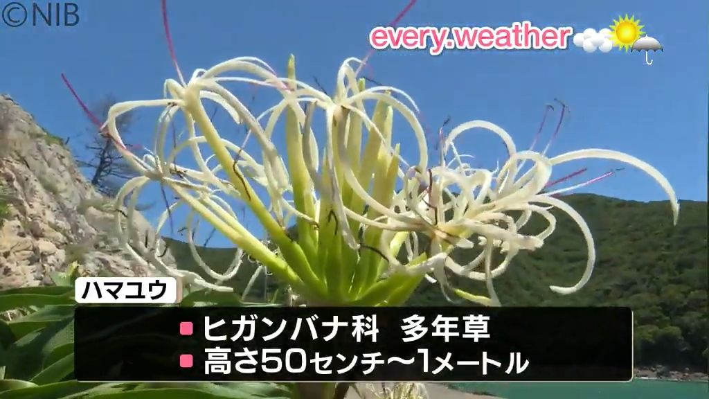 【天気】五島市の市花「ハマユウ」の花が見ごろ　県内の天気は19日から大気の状態不安定《長崎》