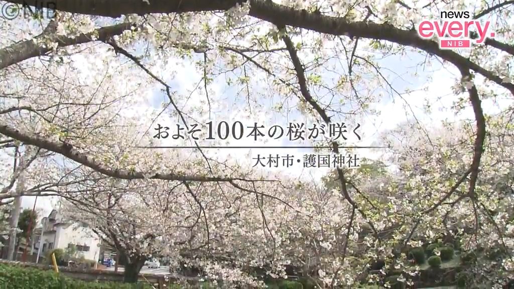 サクラ舞い散り 水面を埋め尽す「花いかだ」大村市護国神社の風情ある光景《長崎》｜日テレNEWS NNN