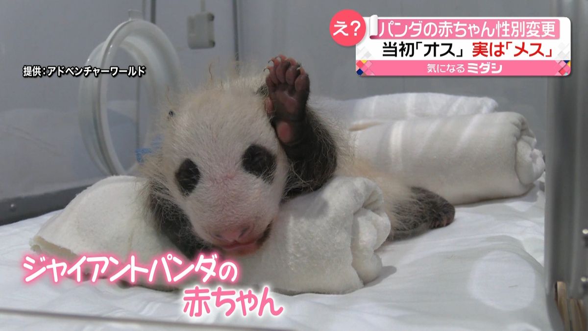 パンダの赤ちゃん新事実「オス」→「メス」
