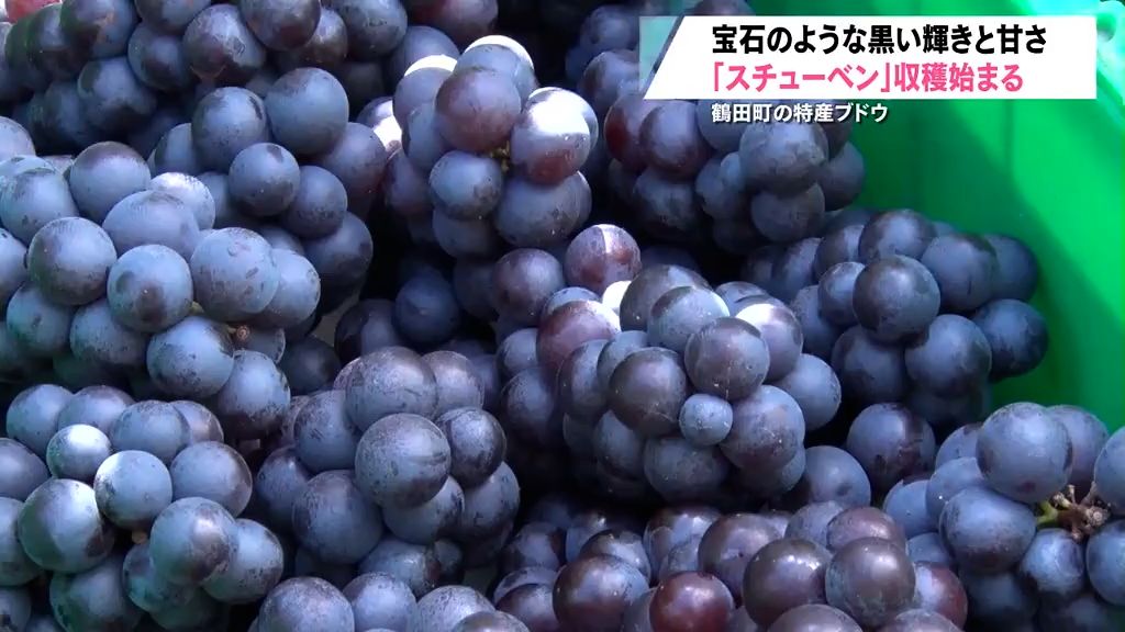 黒・黄金・赤…　青森県内各地で出来秋に喜び！収穫期の盗難被害にも気をつけて！　鶴田町・つがる市・弘前市