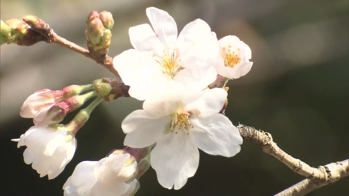 東京が全国でトップを切って桜開花(2023年3月14日)