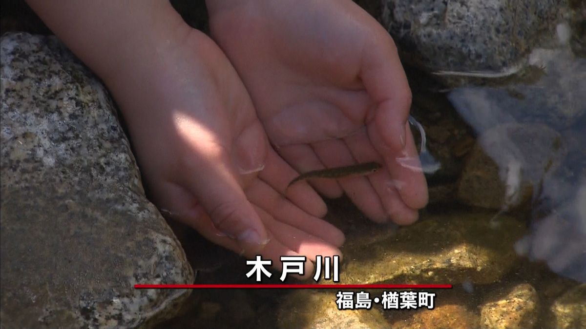 福島・楢葉町　子どもたちがサケの稚魚放流