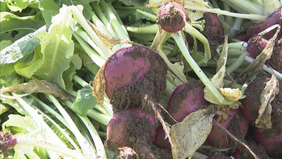 飛騨地方の特産品「赤カブ」の収穫　冬の保存食として漬物に　岐阜・高山市