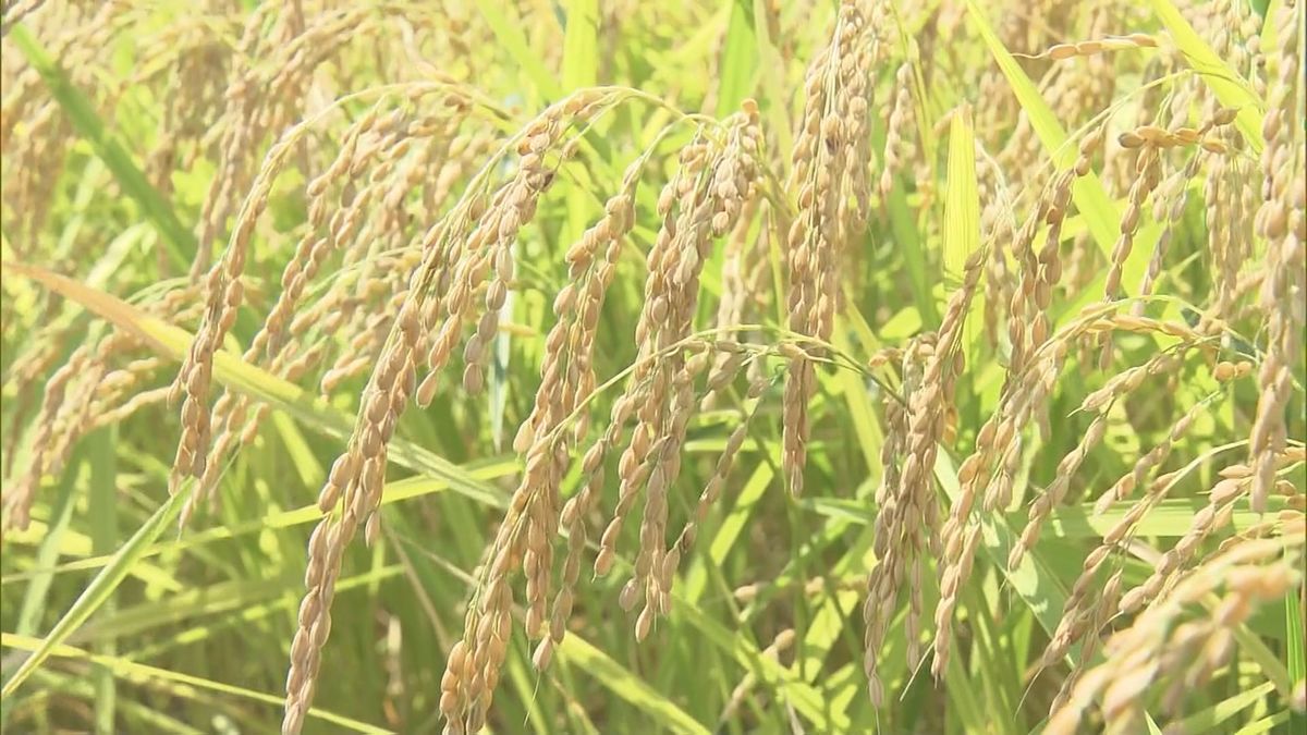 山形県内のコメの予想収穫量「平年並み」　猛暑の影響少なく　品質の低下は懸念