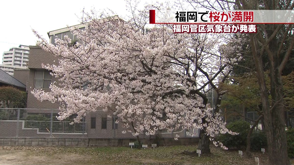 全国で最も早く…福岡で桜が満開