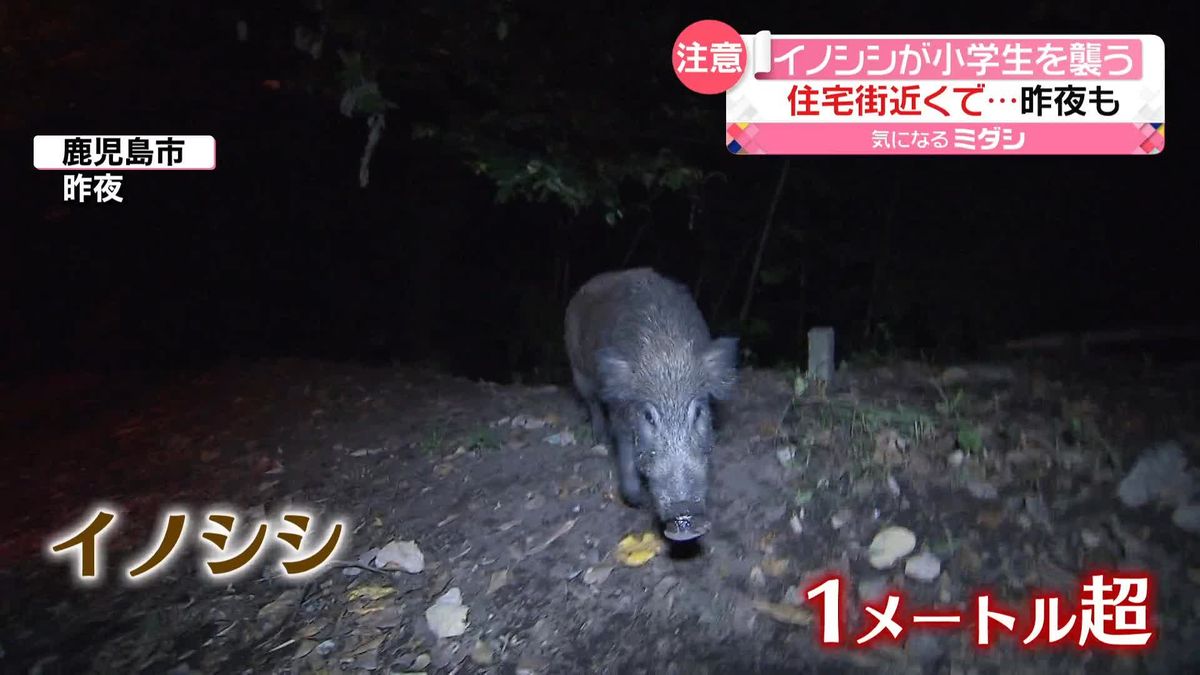 イノシシが登校中の小学生襲う　取材班も現場近くで遭遇し…　鹿児島市