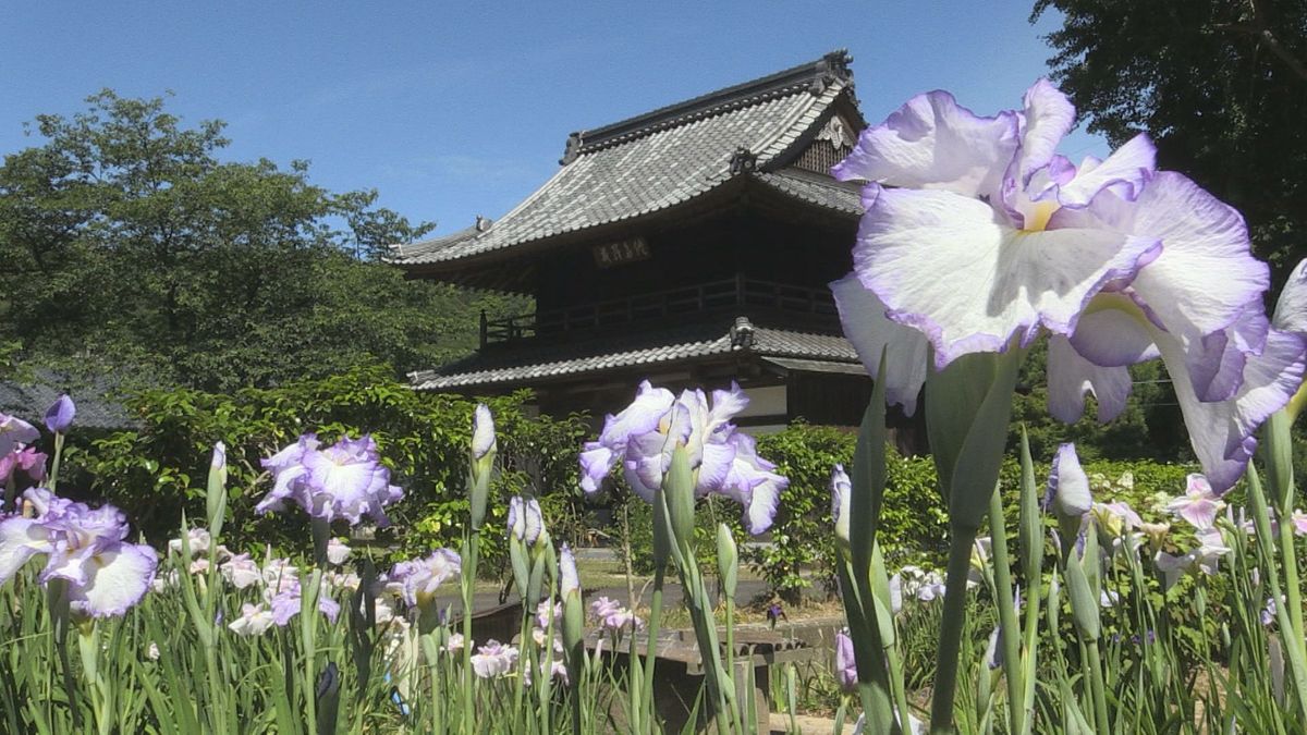 境内を色鮮やかに彩る　ハナショウブ、40種類2500株　小浜市･常高寺で見ごろ