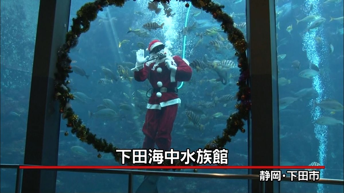 “サンタ”が水中で餌付け　下田海中水族館