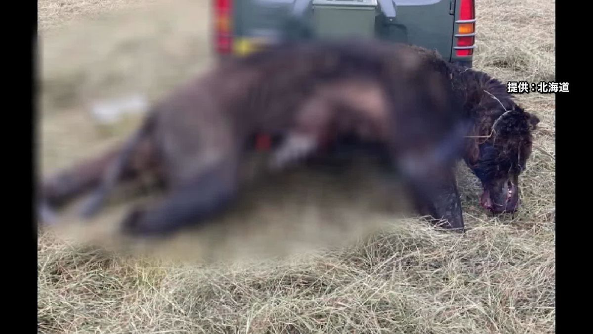 牛60頭以上襲った巨大ヒグマ「OSO18」　釧路の牧場で7月に駆除されていた…　北海道