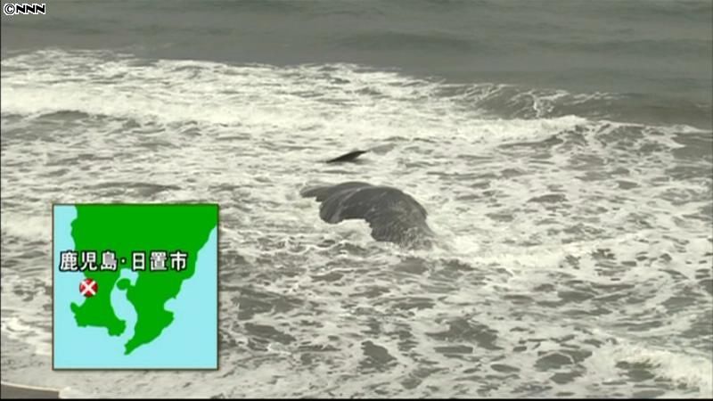 海岸にクジラ１頭打ち上げられる　鹿児島