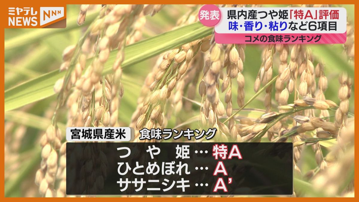 宮城県産「つや姫」が特Ａに！「ひとめぼれ」はＡ「ササニシキ」はA’【食味ランキング】