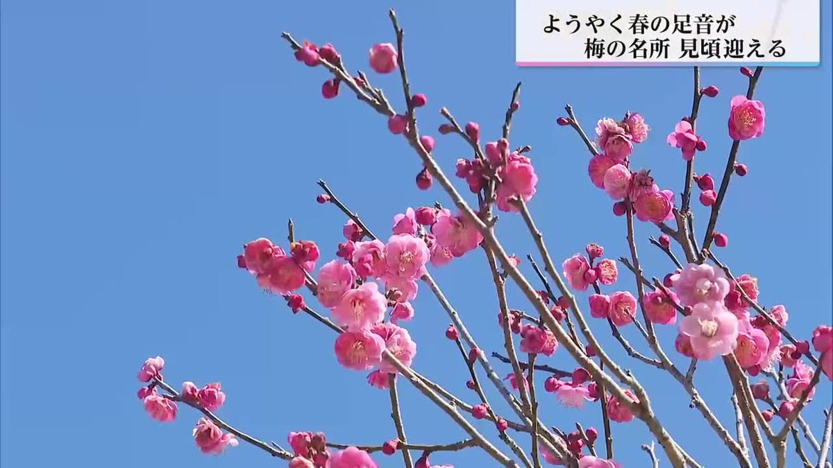 県内各地で気温が上昇　寒波が去ってようやく梅が見ごろに