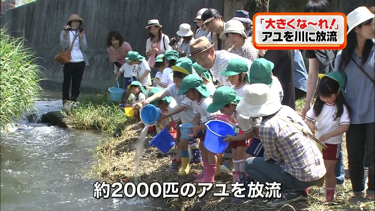 幼稚園児がアユ２０００匹を放流！山口県