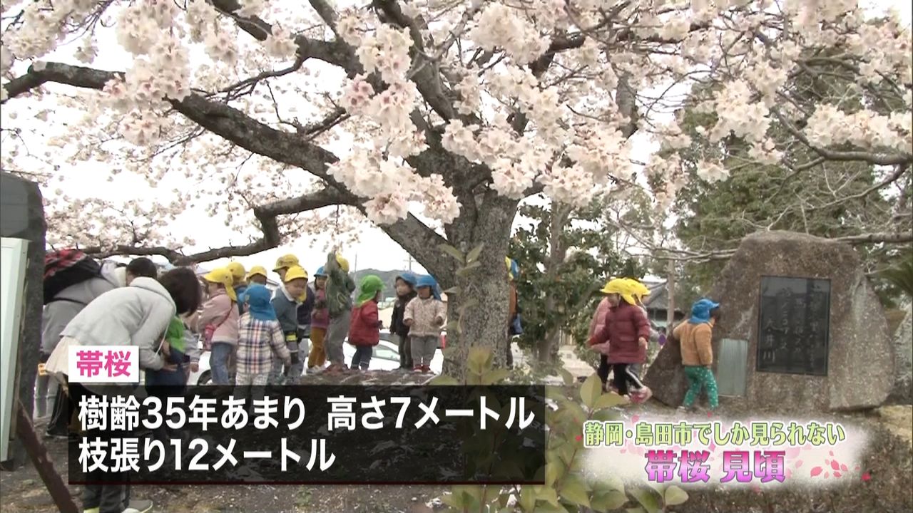 島田市でしか見られない…早咲きの「帯桜」