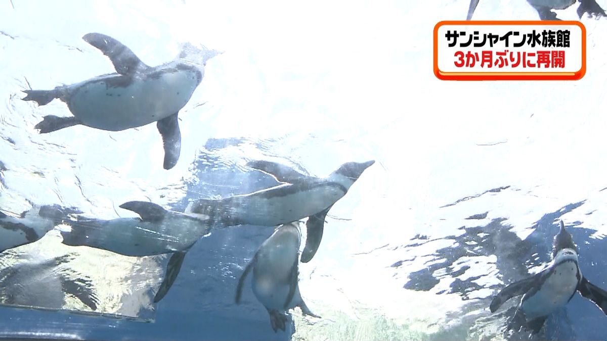 サンシャイン水族館　３か月ぶりに再開