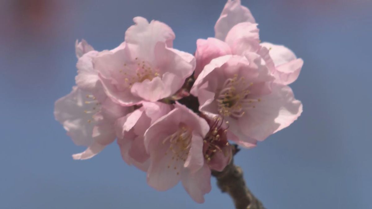 三重南部で”春の花”が見頃