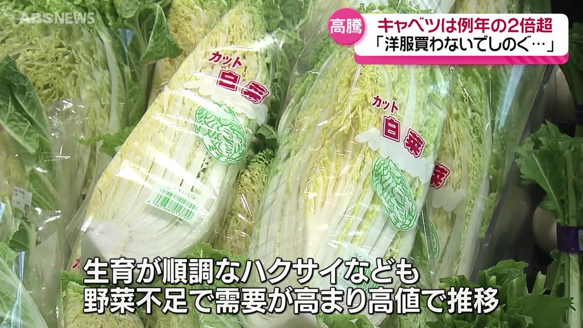 野菜の価格が高騰…今後の見通しは？甘いシャキシャキの冬野菜も収穫スタート