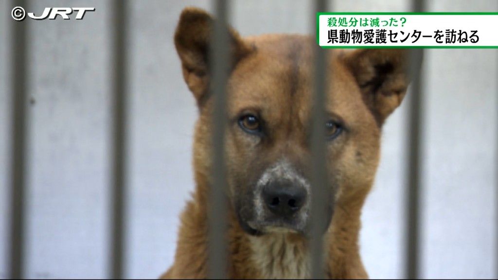 迷子になったり捨てられたりして保護された犬や猫たちが収容されている県動物愛護センターのいま【徳島】