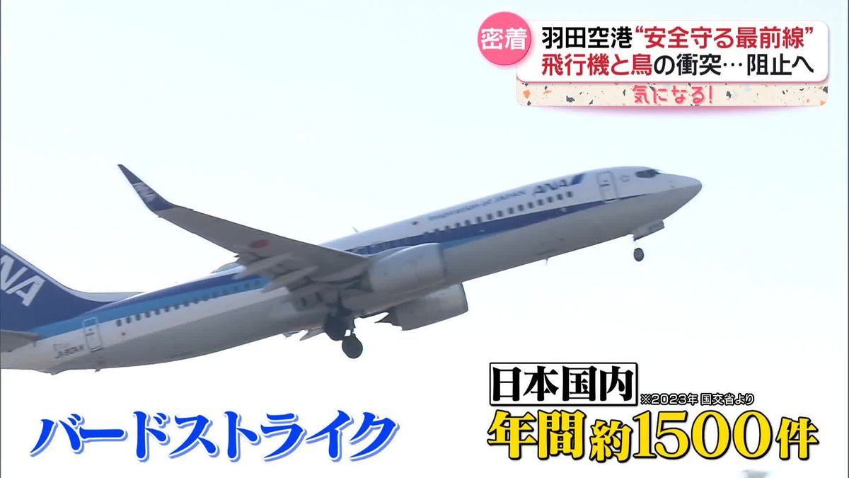 飛行機と鳥の衝突阻止へ…羽田空港“空の安全守る”バードパトロール隊に密着【every.気になる！】