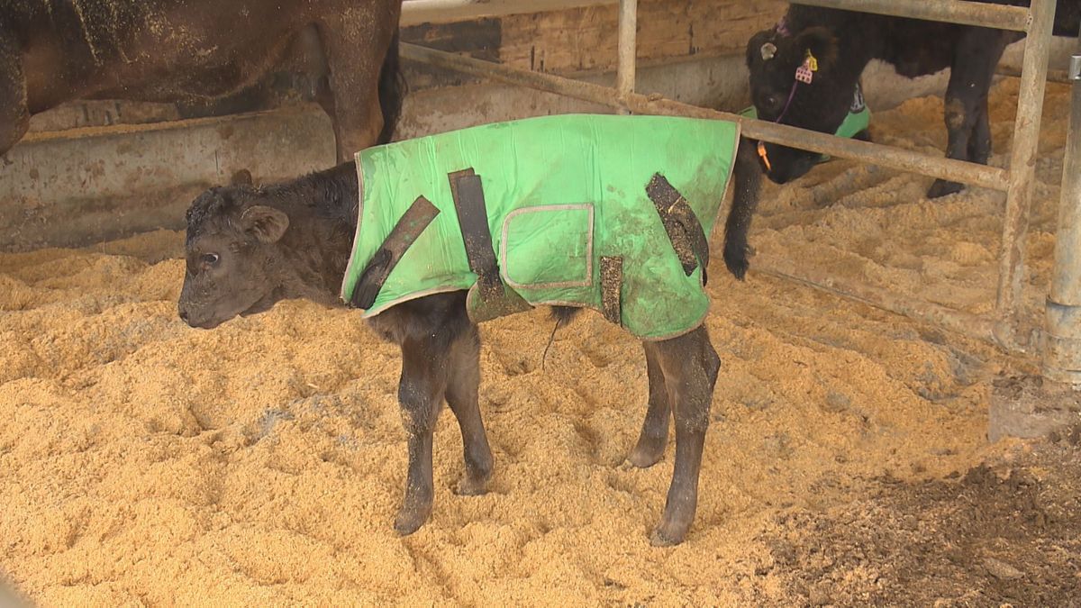 ボーナスは牛１頭！女性たちが主役の畜産農家