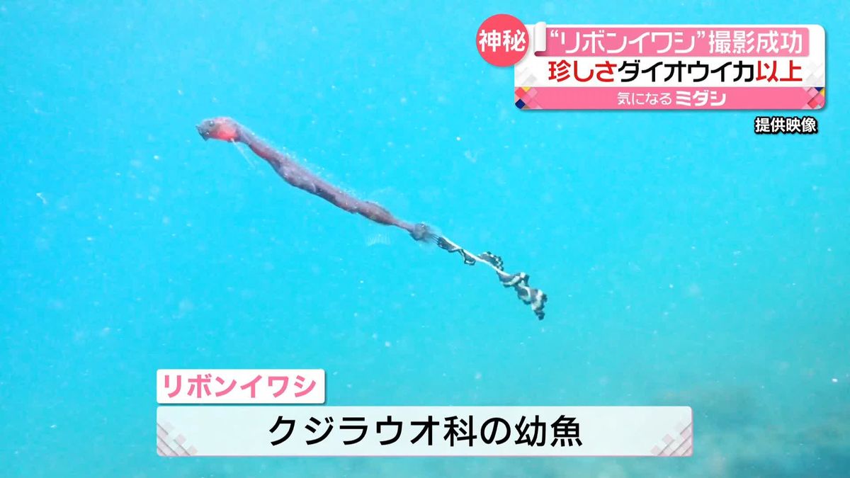 珍しい深海魚…“リボンイワシ”撮影成功！　尾びれの先がクルクル…独特な模様も
