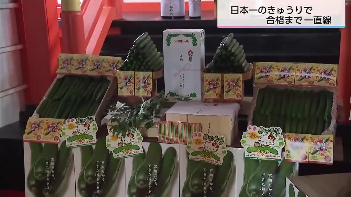 「まっすぐ合格に一直線」　生産量日本一の宮崎県産きゅうりで合格祈願