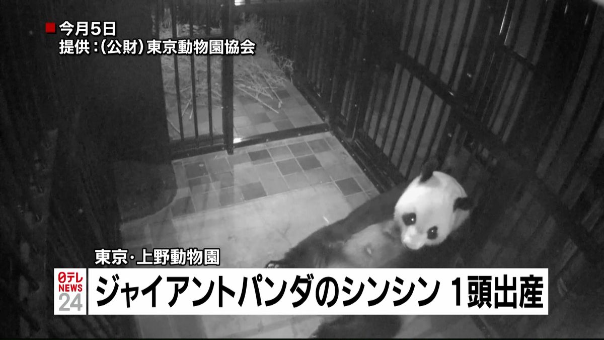【速報】上野動物園のパンダ、シンシン出産