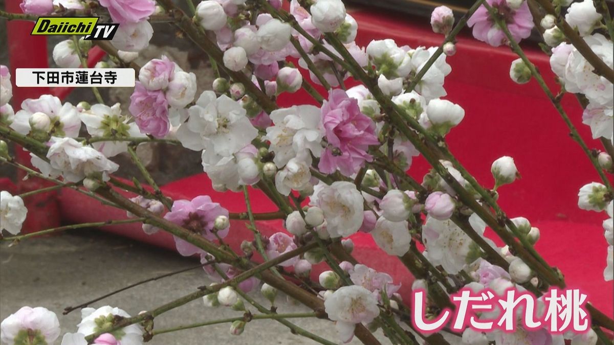 「しだれ桃の里まつり」始まる　3月末には見頃に（静岡・下田市蓮台寺地区）