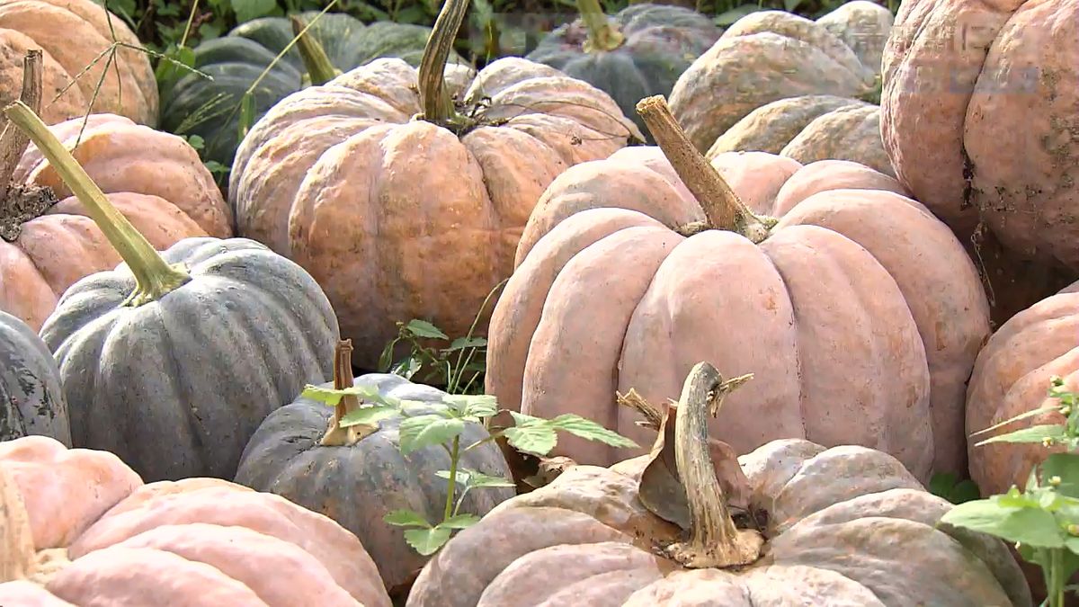 ハロウィーンに向け…鑑賞用カボチャの出荷ピーク 猛暑で栽培に苦労も 山梨・北杜市