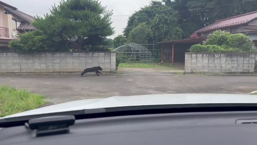 矢吹町の民家に子熊　視聴者提供