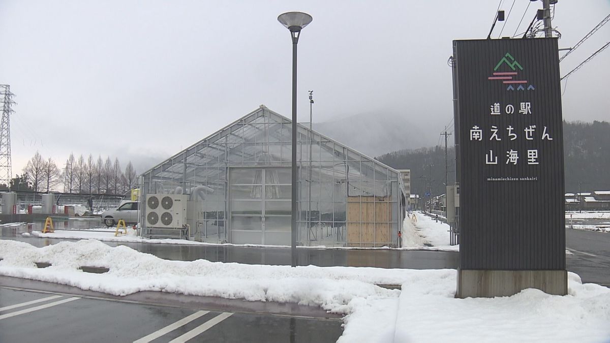 年明けに観光農園オープン イチゴの摘み取り体験も 道の駅･南えちぜん山海里に隣接 JA越前たけふが整備