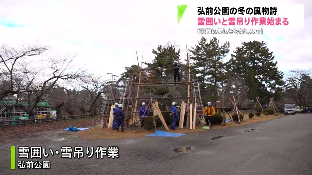 弘前公園も冬支度　「雪囲い」「雪吊り」始まる