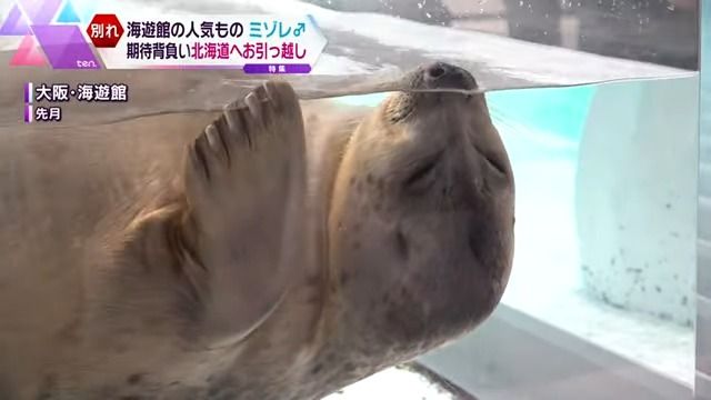 いろんな顔を見せてくれる海遊館のアイドル