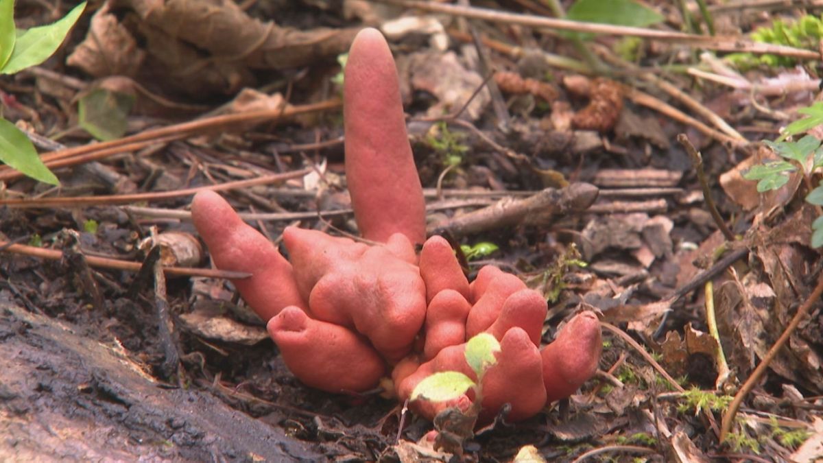 食べたら死亡も…猛毒キノコ「カエンタケ」今年も確認「触らないで」注意呼びかけ 山梨県