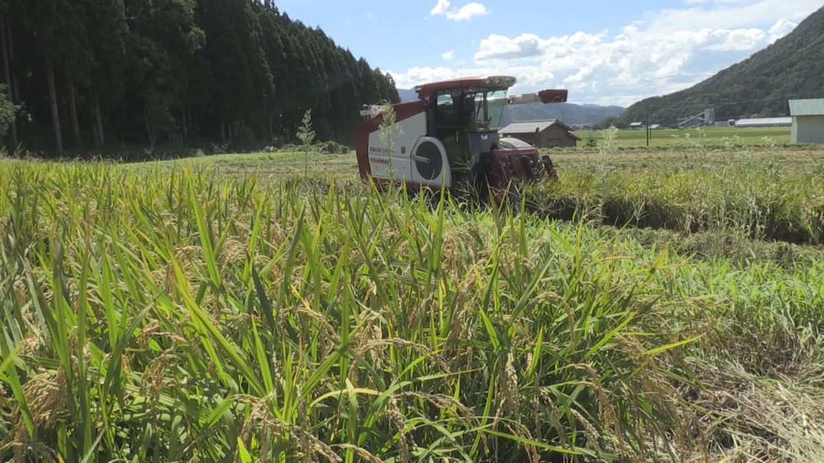 県産米の高値取り引き続く コシヒカリ60キロの買い取り価格を2000円アップ 