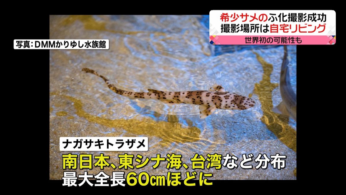 埼玉の高校生、希少なサメ「ふ化」撮影成功