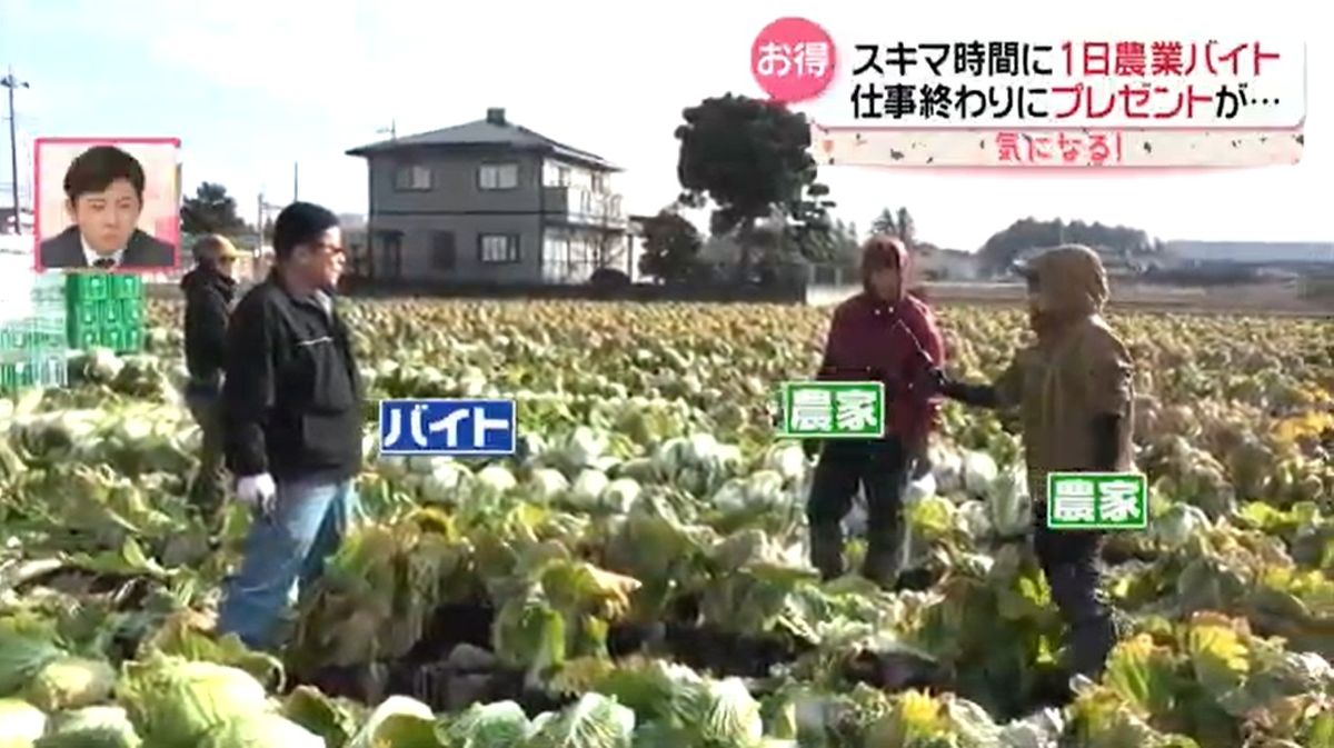 スキマ時間に…アプリでマッチング “1日農業バイト”　働きながら“野菜の勉強”も【every.気になる！】