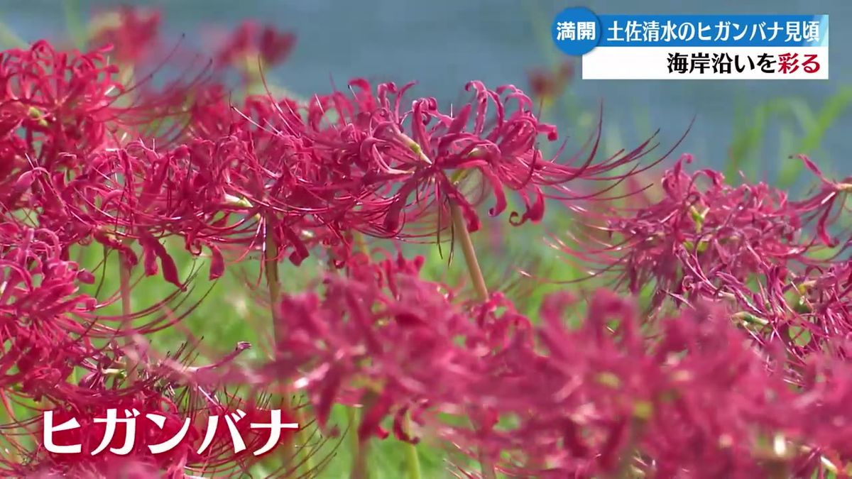 土佐清水市の海岸でヒガンバナ満開！花の赤と海の青のコントラスト広がる【高知】