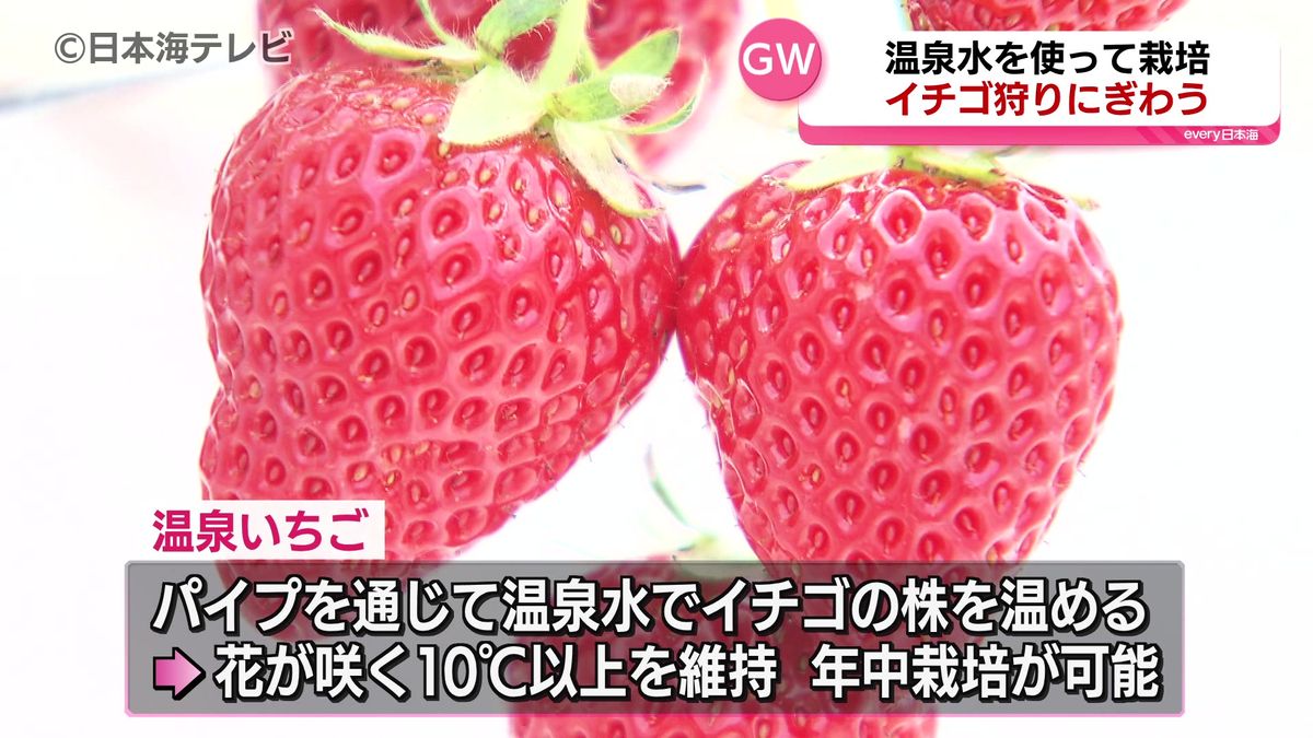 「上まで甘くておいしい」　全国でも珍しい温泉熱で栽培される”温泉いちご”　最盛期迎え親子でいちご狩り楽しむ　鳥取市鹿野町
