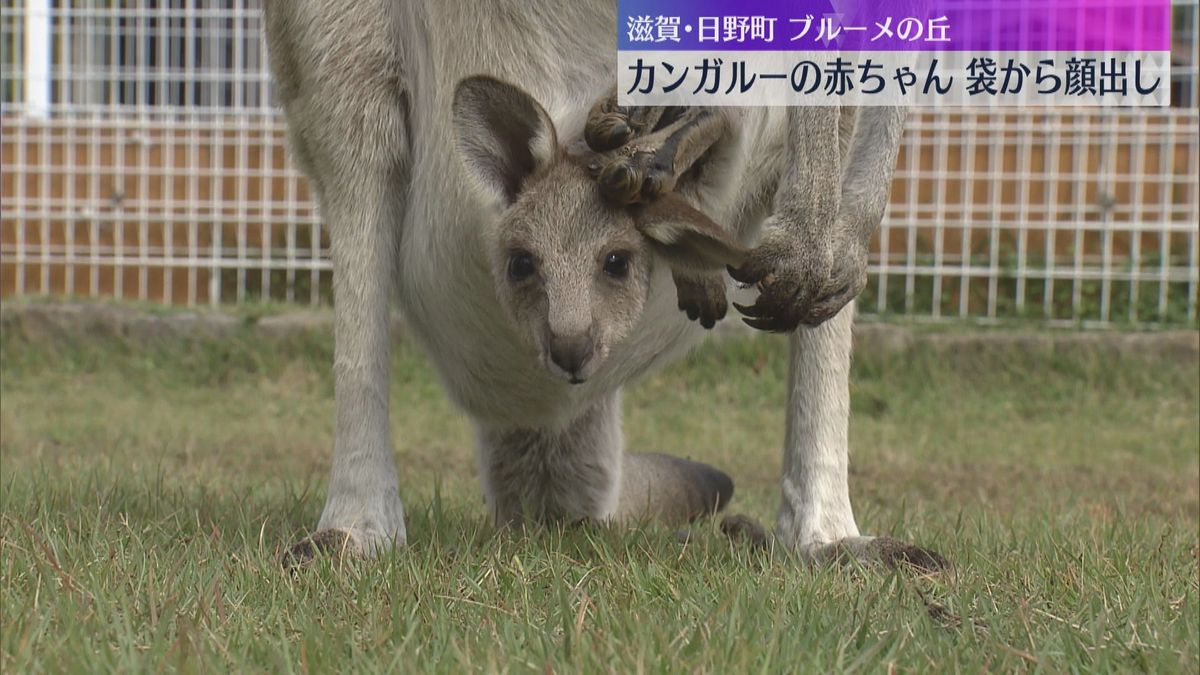 ママのお腹の袋から“ひょっこり”　ハイイロカンガルーの赤ちゃんすくすく成長　滋賀・ブルーメの丘