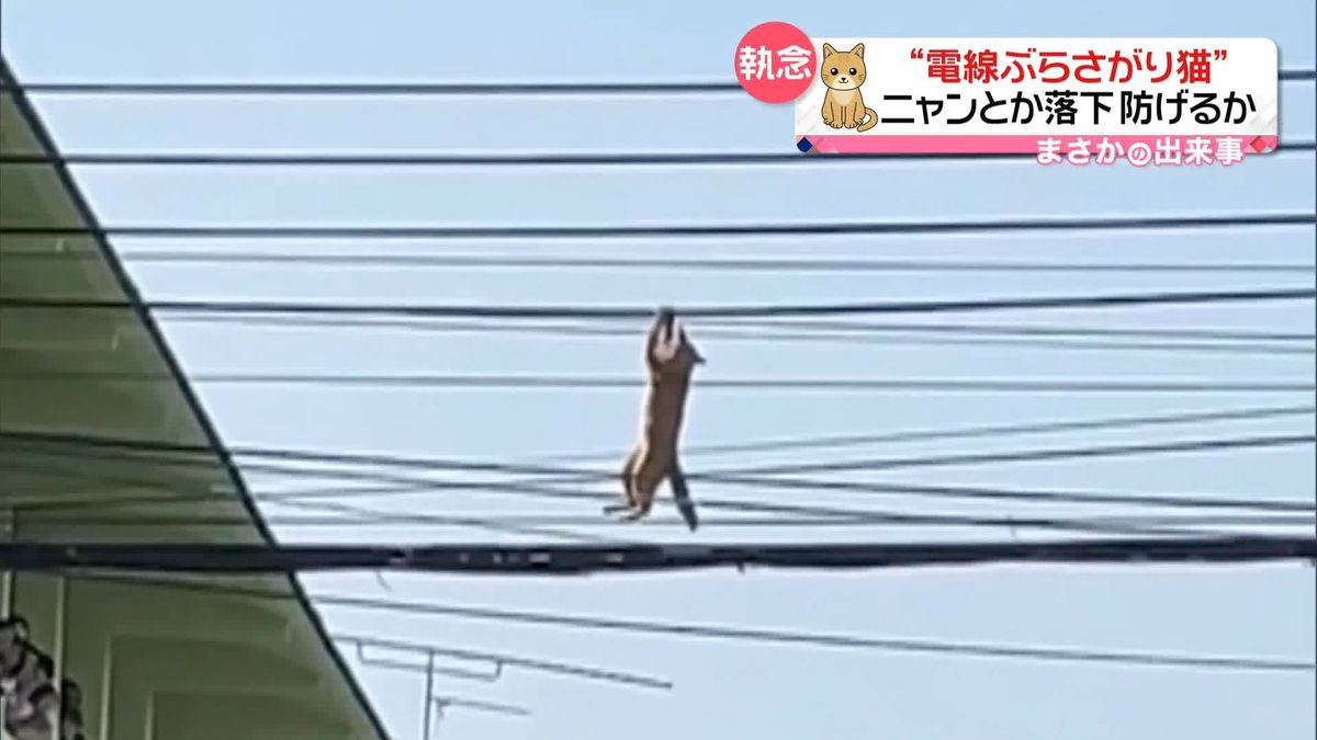 “電線ぶらさがりネコ”　ニャンとか落下防げるか　タイ