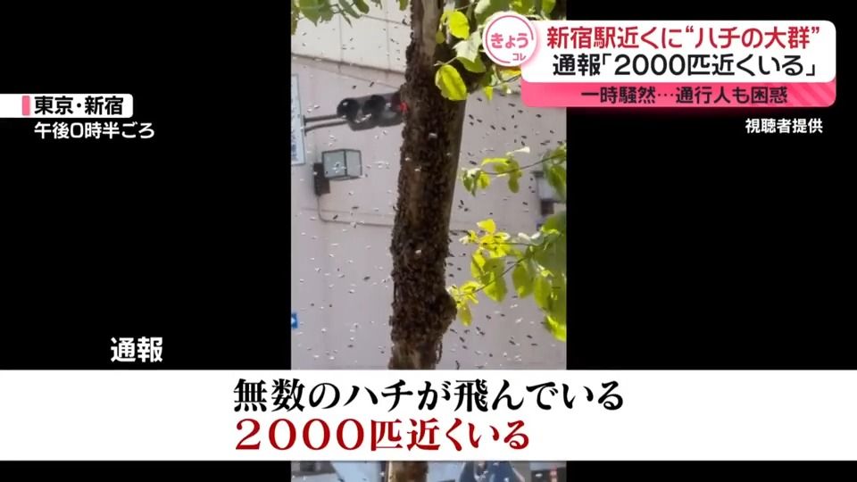 ｢2000匹近くいる｣新宿駅近くに“ハチの大群”　一時騒然「刺激しないように…」　専門家は