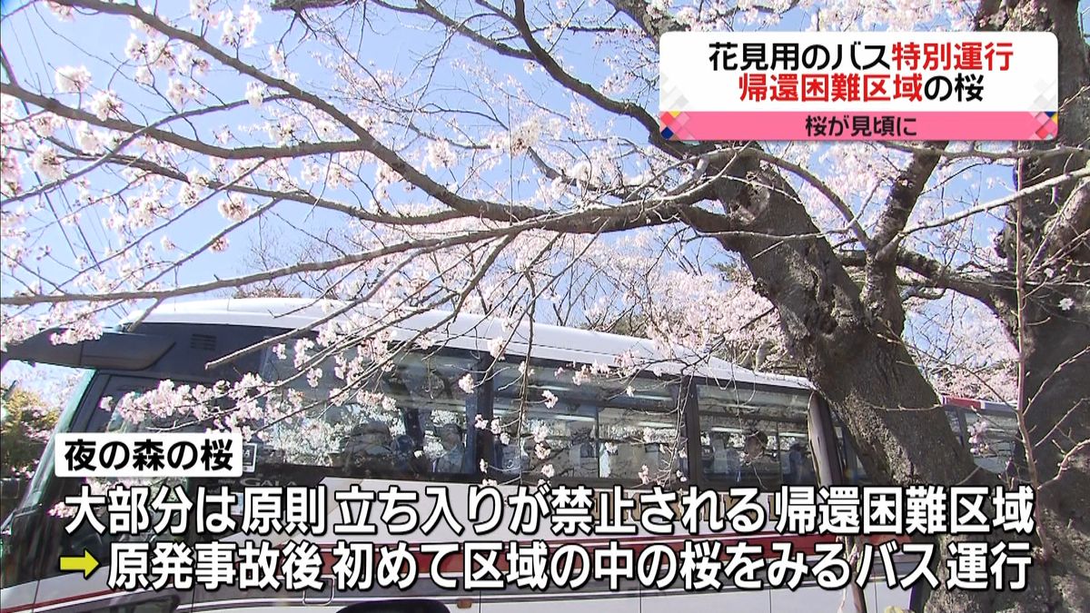 “帰還困難区域の桜”花見バス運行　富岡町