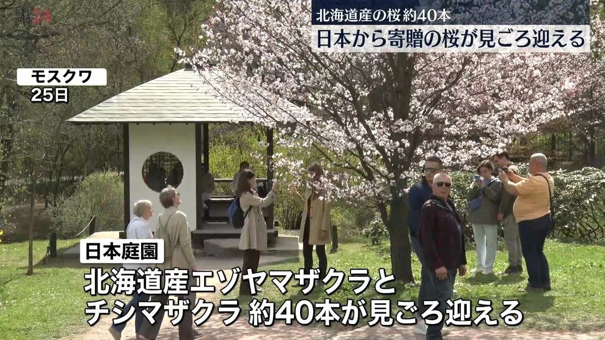 モスクワの日本庭園、日本から寄贈の桜が見ごろ迎える