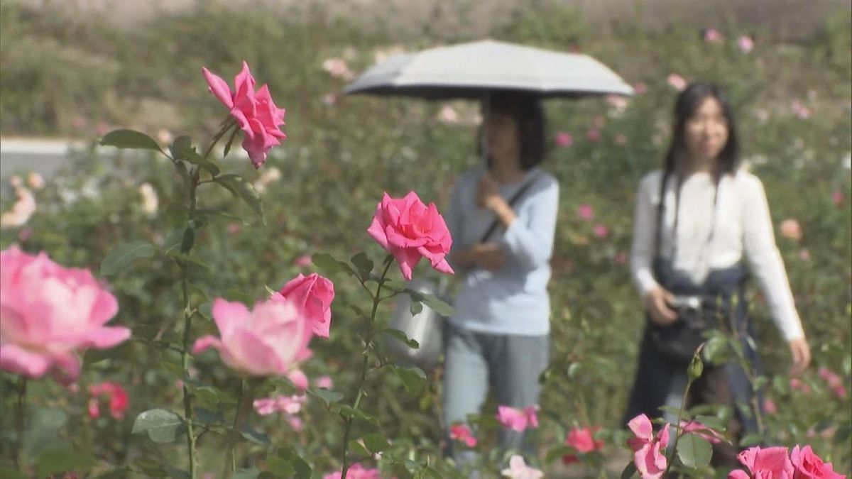 ぎふワールド・ローズガーデンで秋に咲くバラが見頃迎える　岐阜・可児市