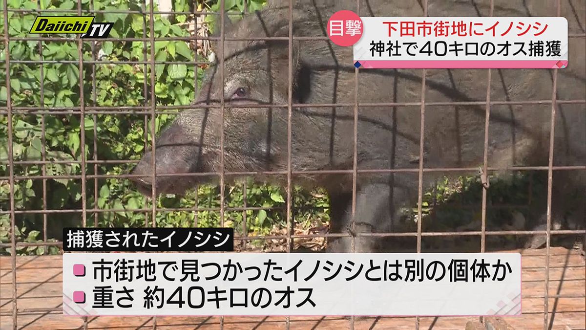 【目撃】市街地にイノシシ出没…１日に神社で４０キロのオスが捕獲されるも前日目撃の個体とは別か（静岡・下田市）