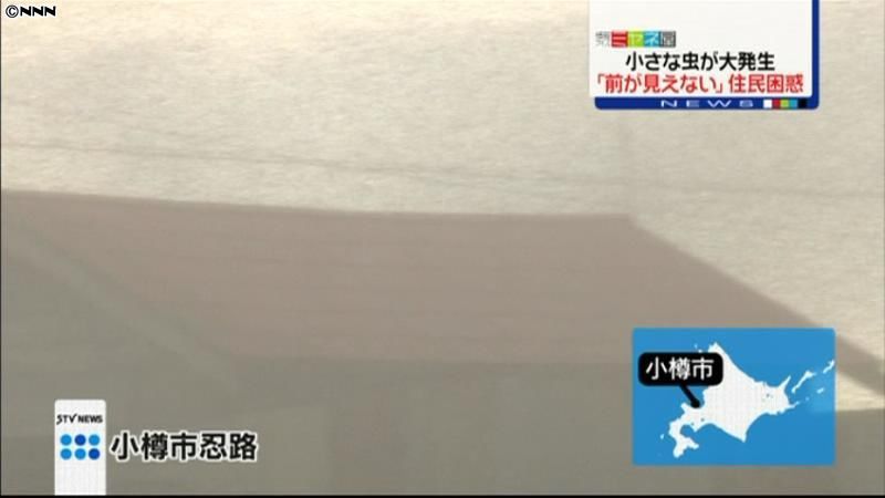 前見えない…“アブラムシ”大発生　北海道