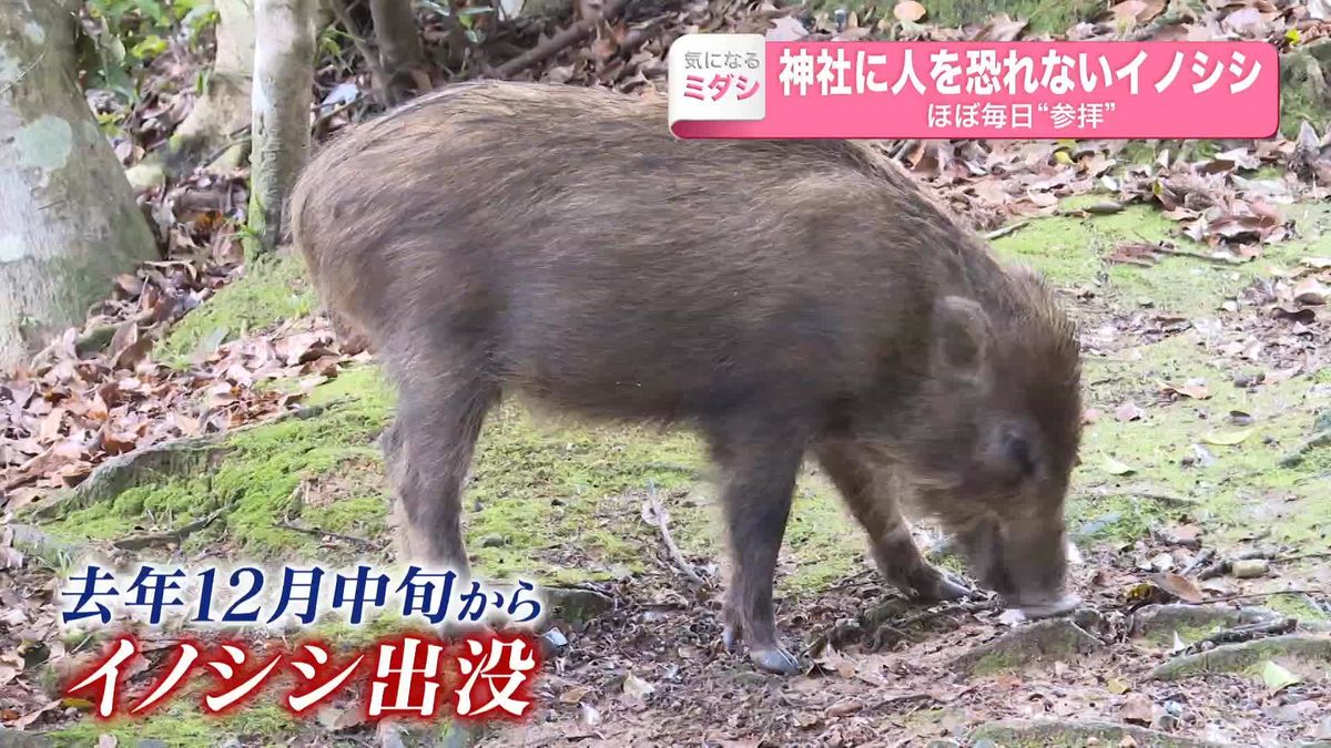 神社に人を恐れないイノシシ　年明けからは…ほぼ毎日“参拝”　山口・下関市