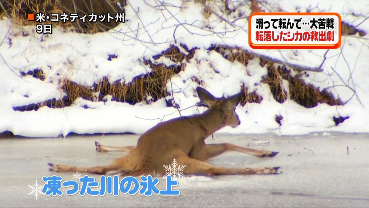 凍った川でツルツル…もがくシカの救出作戦