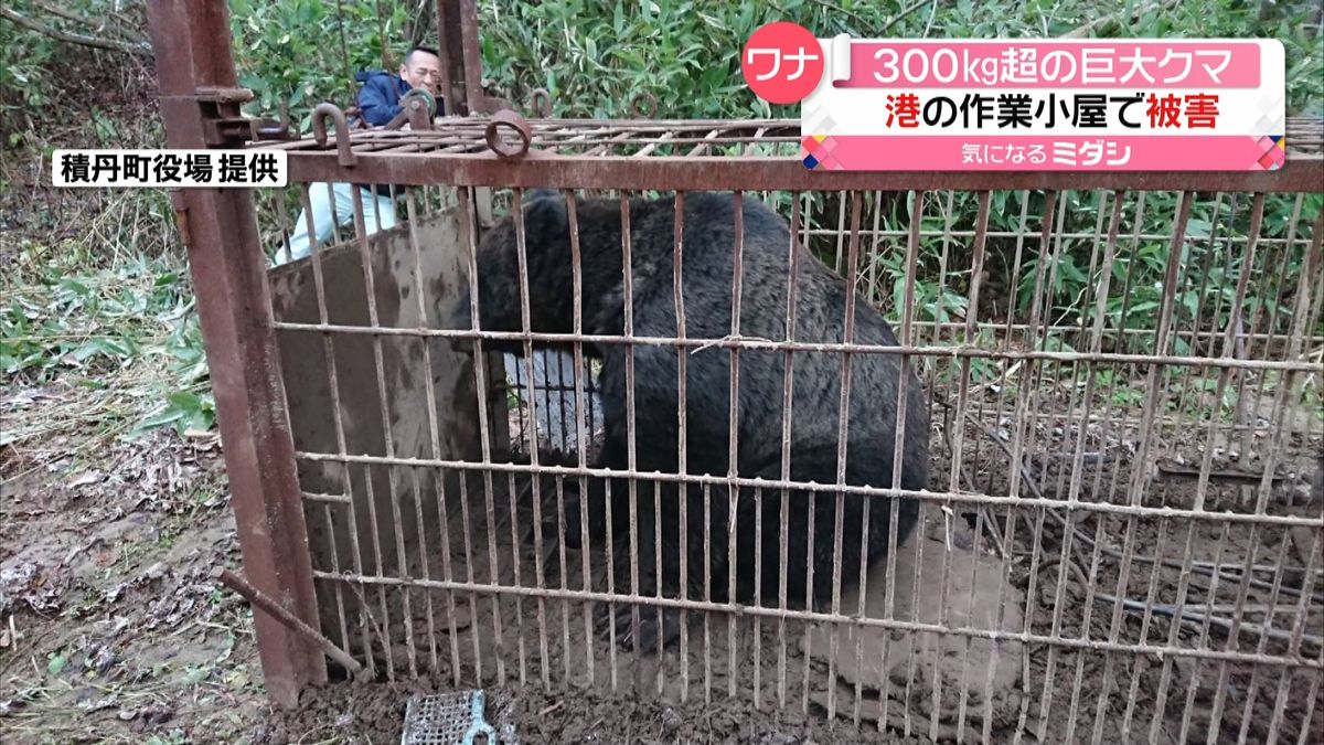 体重３００キロ超！巨大ヒグマ捕獲　北海道
